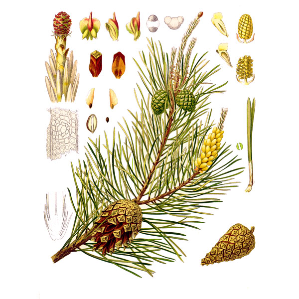 Сосновые почки лечебные полезные свойства и применение СТАРОСЛАВ купить ...